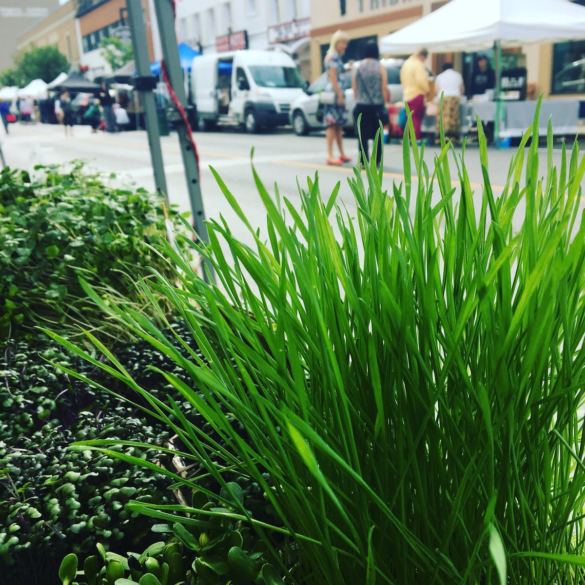 Tiny Greens Plant Shop tweet media