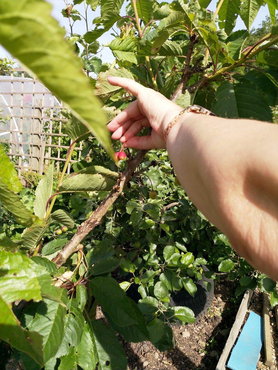 PerthAcademyOrganics tweet media