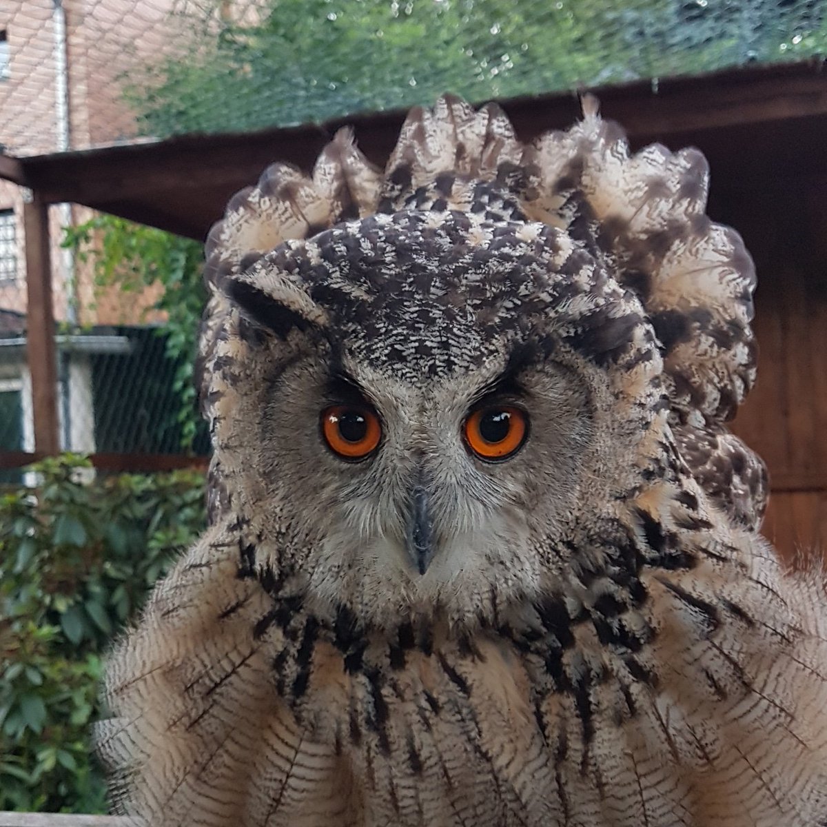Akasha 

#falknerei #falknerari #frechen #skyhunters #owls #cute #Köln