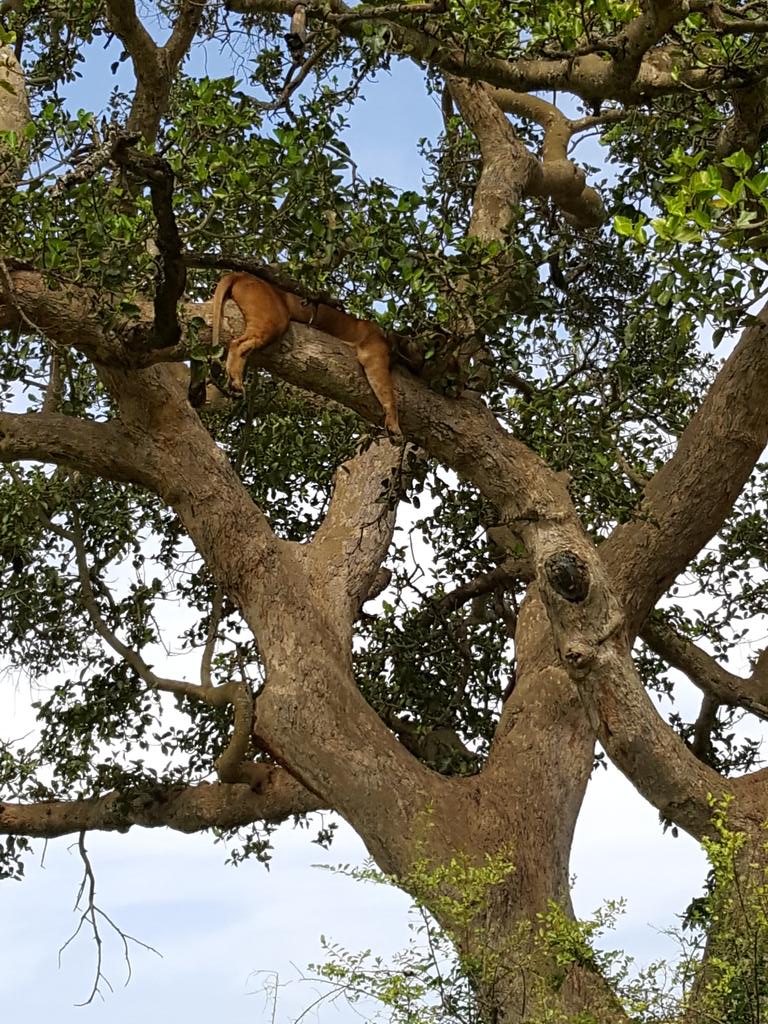 Feeling lucky to have come across the elusive tree-climbing lions of Queen Elizabeth National Park, #Uganda #travel