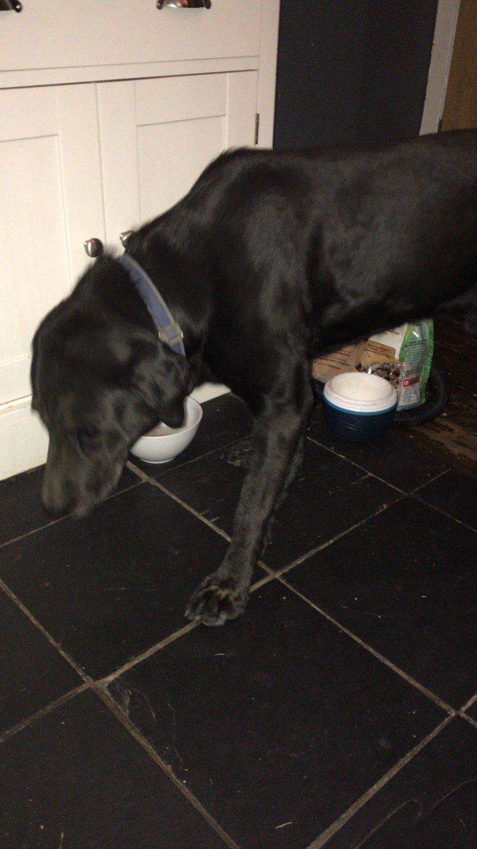 This black lab was found in Gillingham Rd, NW2. He is now with Animal Medical Centre on Cricklewood Lane. Anyone got any info <a href="/NW2_RA/">NW2 Res Association</a> <a href="/FordwychRA/">Fordwych Residents</a> <a href="/WHampstead/">West Hampstead</a> ?