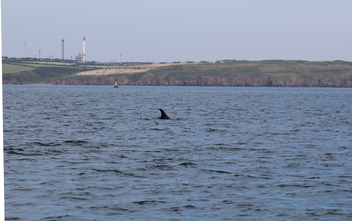 #dolphins in the Waterway yesterday! Sighting by the Water Ranger <a href="/mh_port/">Port of Milford Haven</a> Keep a look out, remember Pembrokeshire Marine Code (search app store)! <a href="/PCFCIC/">Pembs Coastal Forum</a> @lovepembs <a href="/VisitPembs/">Visit Pembrokeshire 🏴󠁧󠁢󠁷󠁬󠁳󠁿</a> <a href="/Pembrokeshire/">PembrokeshireCC</a> <a href="/PembsCoast/">Pembrokeshire Coast National Park</a> <a href="/NatResWales/">Cyfoeth Naturiol Cymru | Natural Resources Wales</a> <a href="/DwrCymru/">Welsh Water</a> #lovepembrokeshire
