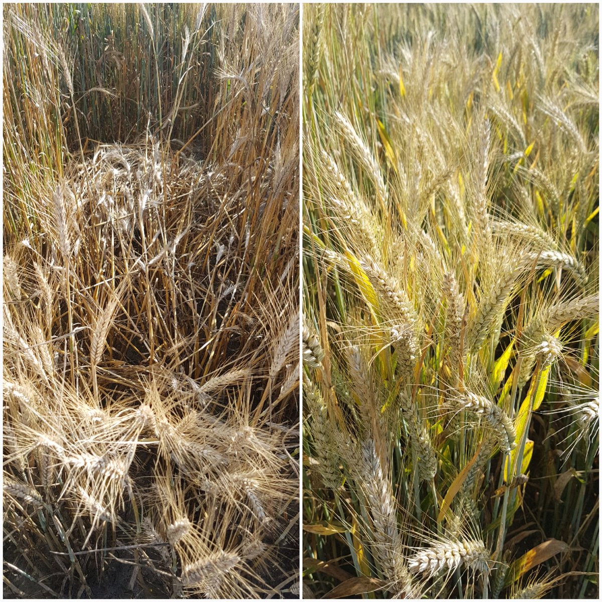 jedi_59's tweet photo. Même croisement de départ mais avenir bien différent. La rouille jaune ça fait mal!! 😫 #triticale #selection #rouillejaune #striprust https://t.co/Sq52GJa0xr