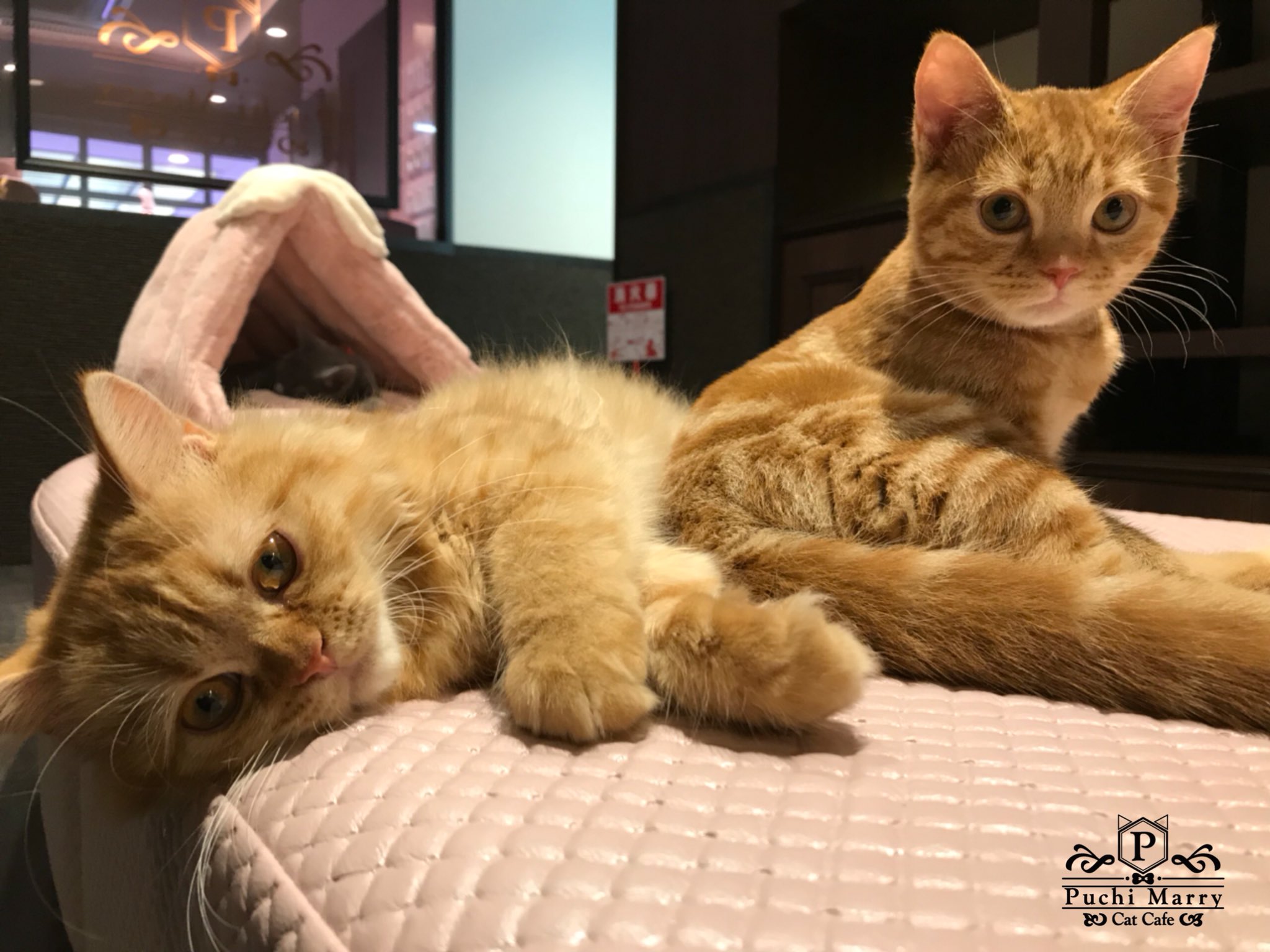 猫カフェぷちまりー Puchi Marry 六本木店オレンジ隊 ミヌエットとアメリカンショートヘアの2匹 仲良くソファでぐでっと中 D Puchimarry ぷちまりー 猫カフェpuchimarry 猫カフェぷちまりー Catcafe 猫 猫好き 仔猫 仙台 熊本