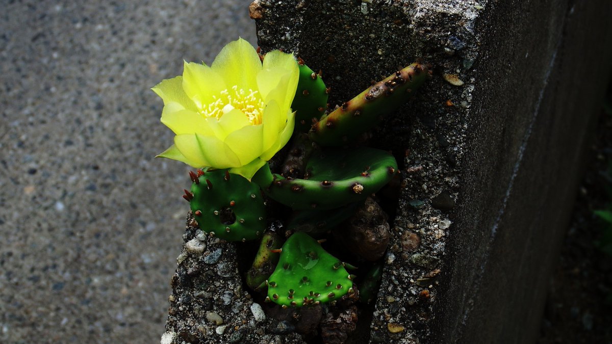 植の泥沼チャンネル ココロ V Twitter ウチワサボテンはこんなに綺麗な花が咲くのか 品種にもよるのかな