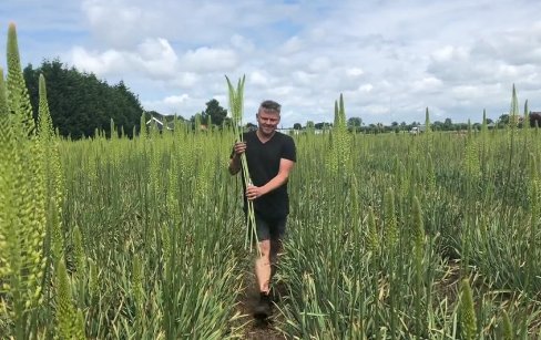 barendsenexport's tweet photo. #Eremurus 'White Beauty Favorite ! #Majestic and #elegant ....
 @gebrdegroot https://t.co/OZQdzytOe6