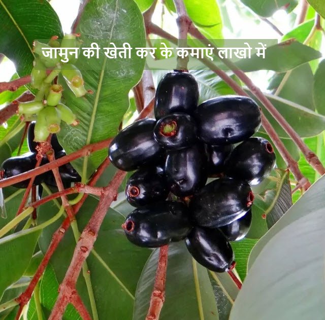 KrishiHelp's tweet image. जामुन की उन्नत किस्म से होगी आय
जामुन के पेड़ के लिए किसी खास प्रकार की भूमि की आवश्यकता नहीं होती। इसे सभी प्रकार की मिट्टी में उगाया जा सकता है लेकिन अच्छी पैदावार के लिए दोमट मिट्टी, जिसमें पानी का निकास अच्छा हो उपयोगी है।
#JavaPlum #Krishi