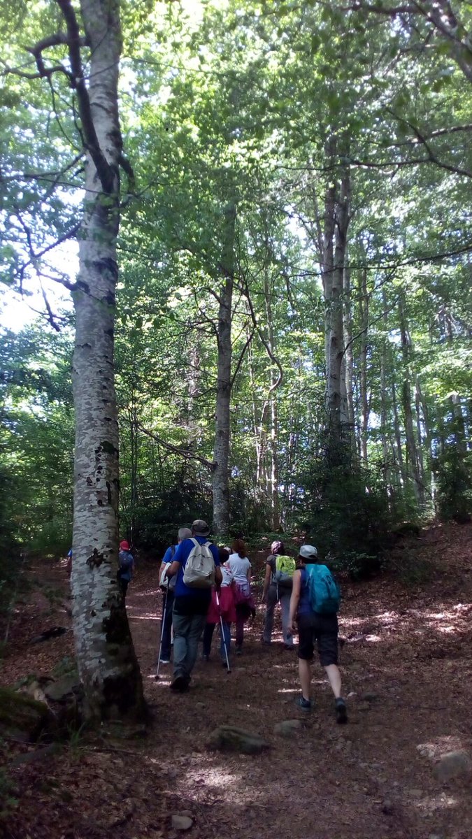 GobAragon's tweet photo. Bosques de hayas, setas, brujas, flores del martagón y de la corona de rey, barrancos de agua pura y limpia y el gran telón de fondo de #PeñaTelera y la sierra de #Partacua. Así son los paisajes de la Reserva de la Biosfera Ordesa-Viñamala. #OrdesaCentenario https://t.co/mzKJBuxjJK