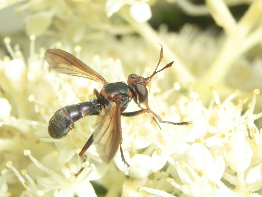 風信子(かのこ)💙💛 on Twitter