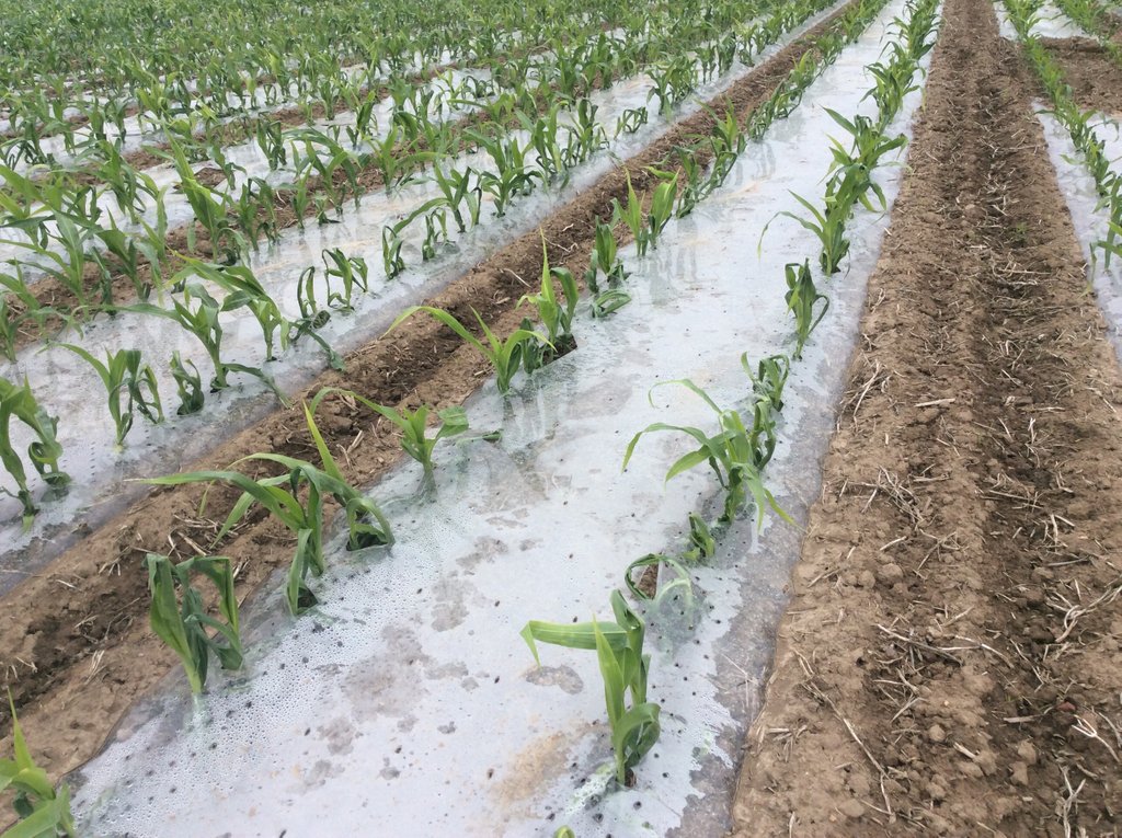 Crop IMS tweet media