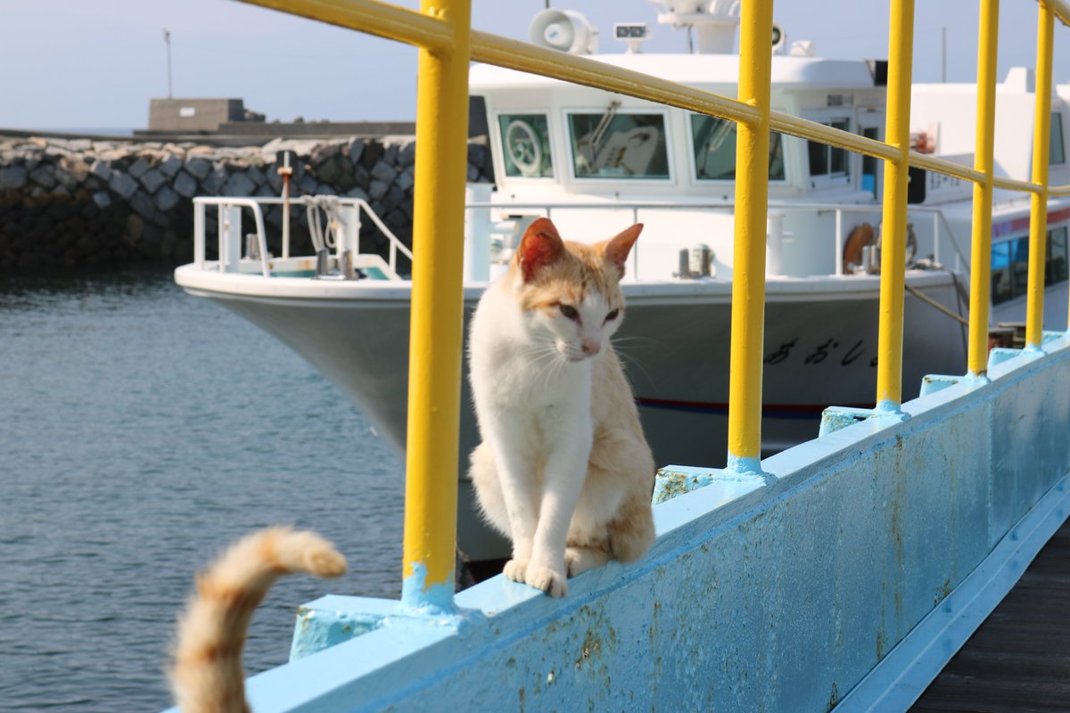 猫の島 青島 海に落ちる猫 めったにありませんが 海に落ちる猫を見ました 石垣でケンカをしている猫が海に落ちて すぐに石垣に上がってきました 詳しくはブログをご覧になって下さい T Co 12bnc7ejcc 海に落ちた猫