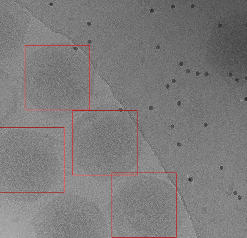 pixelbaumarkt's tweet photo. Just tried #crYOLO with a big iridoviruses. Only trained it with 191 particles on 20 #cryoEM micrographs. Extensive data augmentation made it possible. #SPHIRE_Package https://t.co/vVtWALHA0A