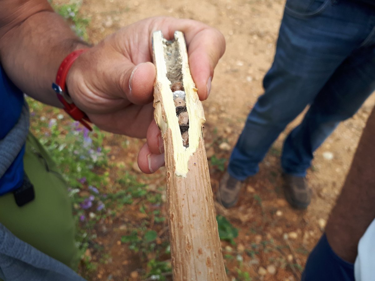 SyngentaES's tweet photo. Asi de repletas están las cajas nido para #polinizadores instaladas en los márgenes de #Biodiversidad de los viñedos de @BodegasBeronia #BeeWeek2018 #operacionpolinizador https://t.co/EkdIgkycYg