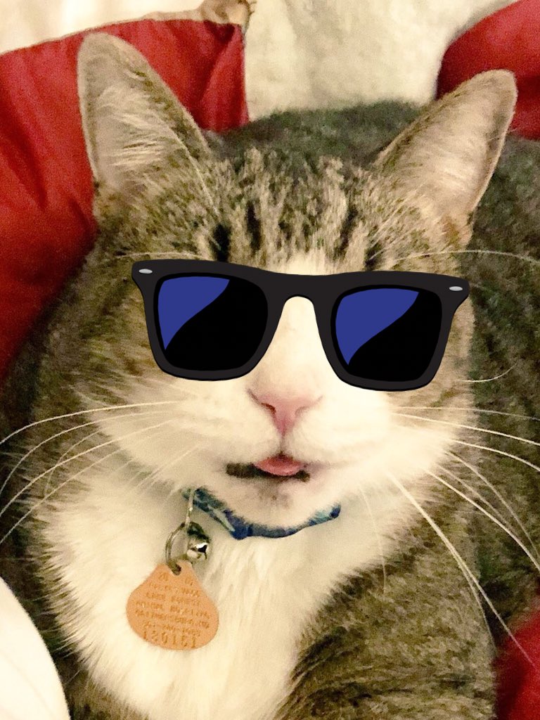 keepupwithjen's tweet image. I’m here for #NationalSunglassesDay and #WhiskersWednesday .. lemme see what glasses you’re sporting today! Have a catastic day❗️🐾 
@Tingancio @LittleMaineCoon @My_Cool_Pets @BloomNight2 @HilgemanRandy @SassyCassyCat @3coolkatz @aurora3s @mill_cats @LordGraydon @BonnieRotz