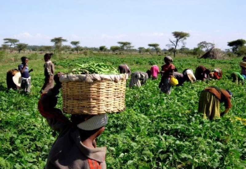 selfhelpafrica's tweet image. #Adventech has launched new &apos;Farming as Business&apos; #technology to empower small scale #farmers in #Kenya: bit.ly/2JPQrn5