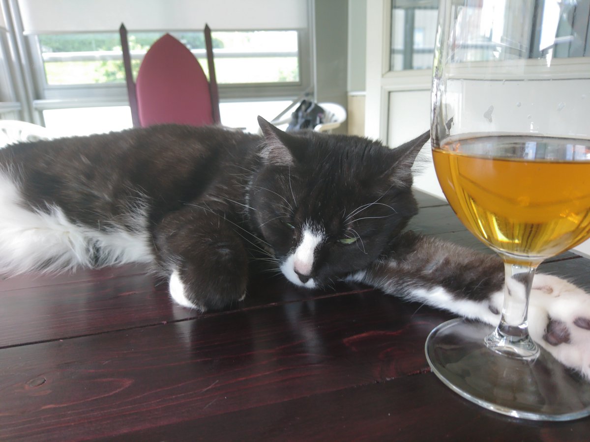 tactical hobbit pants on twitter my drunk kitteh cat