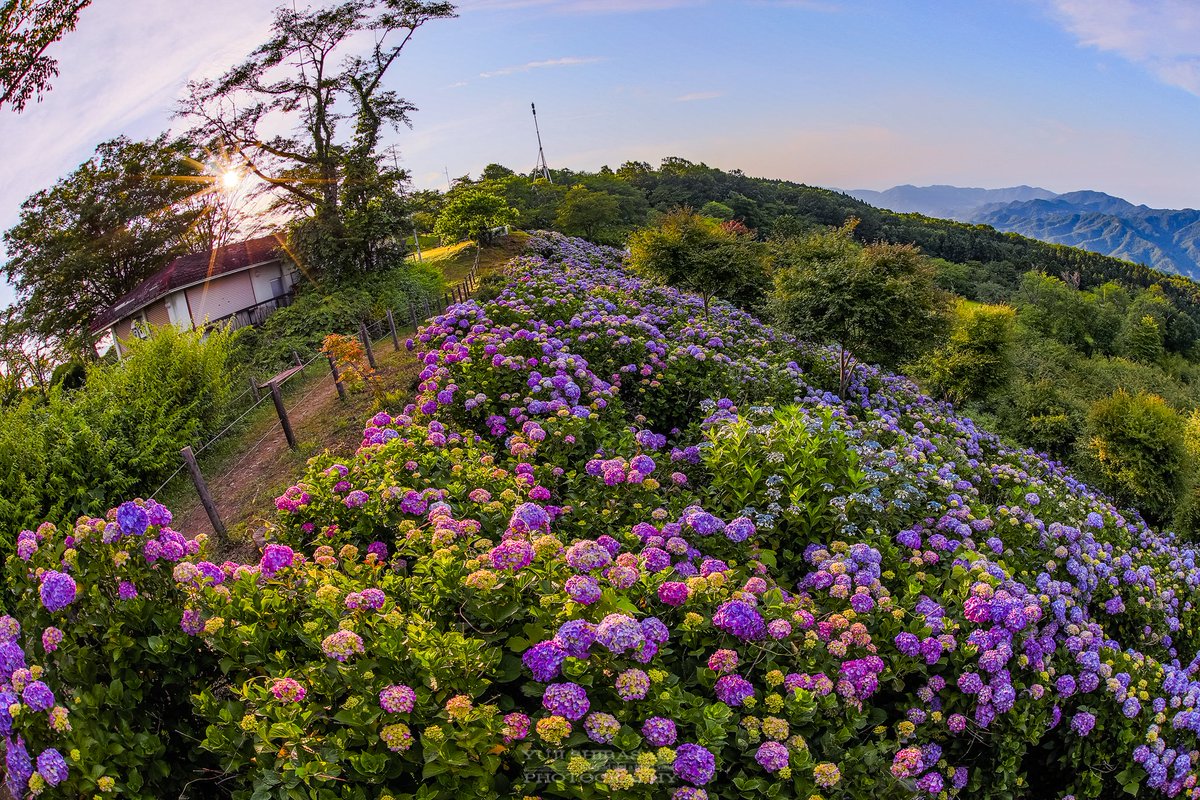 Yuji Shibasaki Photo Na Twitteru 美の山公園のあじさい 朝焼け雲海あじさいのお写真が有名ですが 夕焼け頃の あじさいもなかなか良いです 秩父 秩父市 埼玉県 あじさい 紫陽花 Yuji Shibasaki Photo Na Twitteru 美の山公園のあじさい 朝焼け雲海あじさいのお写真が有名ですが 夕焼け頃の あじさいもなかなか良いです 秩父 秩父市 埼玉県 あじさい 紫陽花