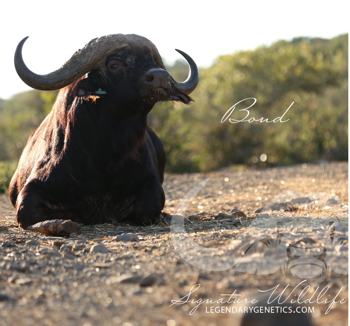 SignatureWild's tweet image. Farewell BOND 007, safely delivered to your new home today. We will miss you!