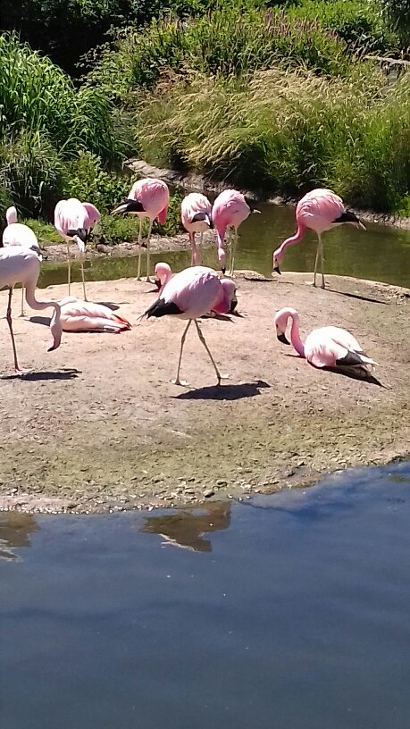 STBRN_STEM's tweet photo. Biology away day to Slimbridge - not quite the Andes but pretty spectacular https://t.co/lU5GeHEPLZ