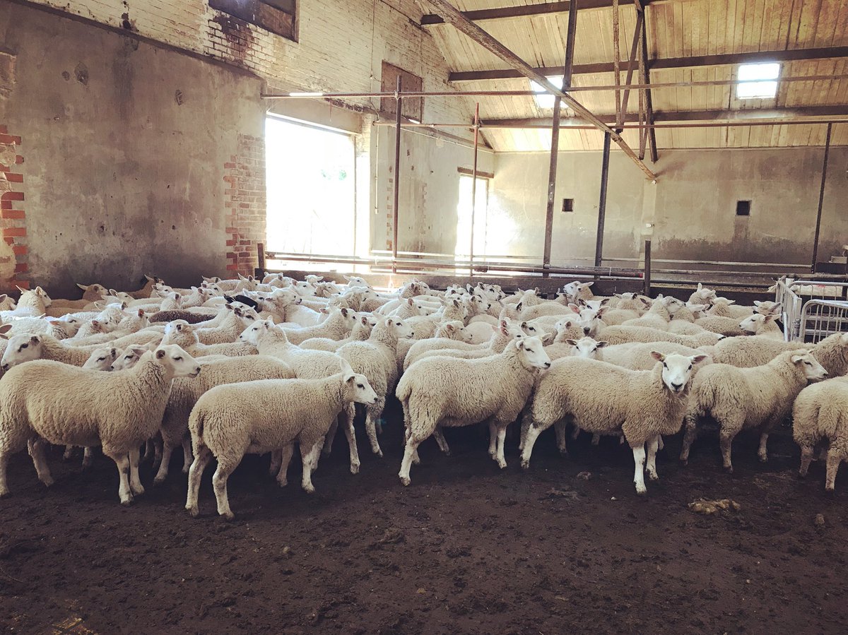 meandeweblog's tweet photo. Pleased with the replacement ewe lambs - theyโve dealt with snow, floods and now drought. #hardy #maternalefficiency #highlander #texel #geneticprogress #recording #sheep365 https://t.co/pIXkjLBDBh