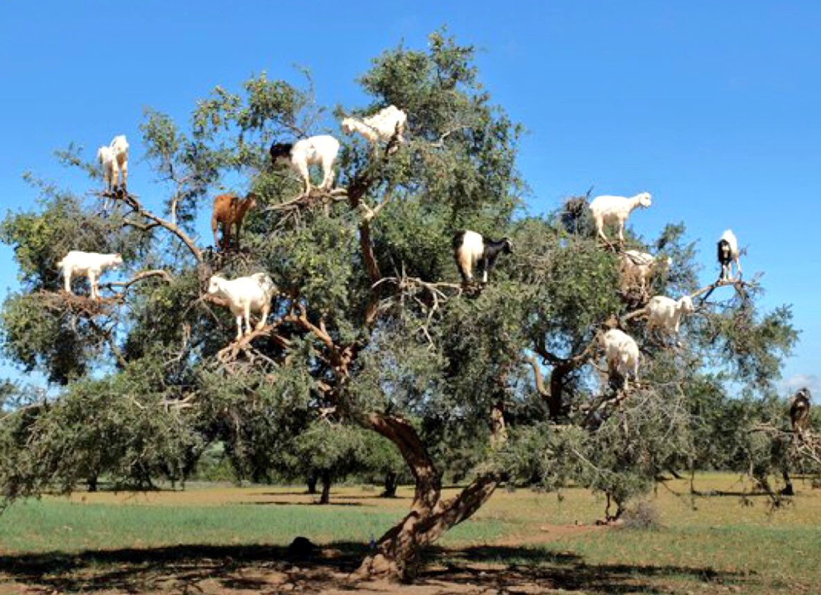 dr_abiad's tweet photo. The #Argan_tree in #Morocco an heritage and source of incomefor many farmers #CSFT_2018 @AUB_FSP @agrytech @FAO @AUB_Lebanon https://t.co/MKn1VeWdRb