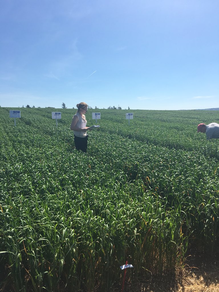 IrishSeedTrade's tweet photo. Husky in spring oats showing the highest lodging resistance of all varieties. @agriculture_ie @seedtechnology #certifiedseed #springoats https://t.co/ZYRi6bJoMF
