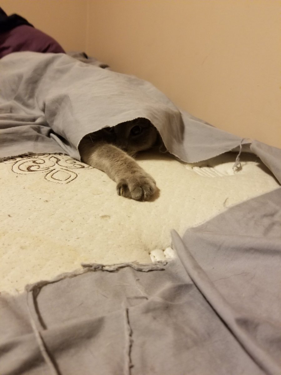 FosterFailures's tweet image. One of the reasons why I cant have nice things.   Vape Cat!