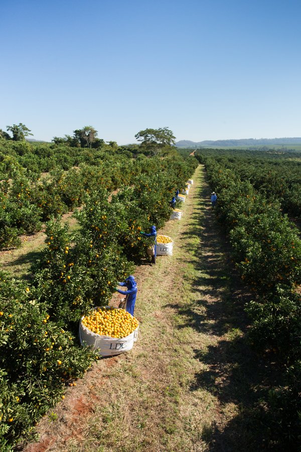 Our 2017 #Juice #Sustainability Report highlights: 150,000 native trees planted, a 76% reduction in accident frequency rates since 2014, and improved #wastewater treatment. Read it online now bit.ly/2Kp9ssC