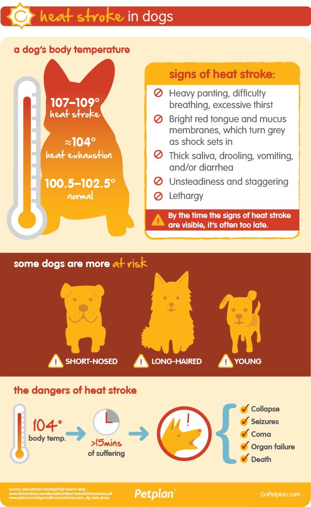 ‼️🚫Reduce the risk of heat stroke in your pets🚫‼️
Make sure they have plenty of fresh water, shaded areas to rest and their hair is kept short during the hotter days. #AnimalSafety #IrishHeatwave #StaySafe #HeatStrokePrevention