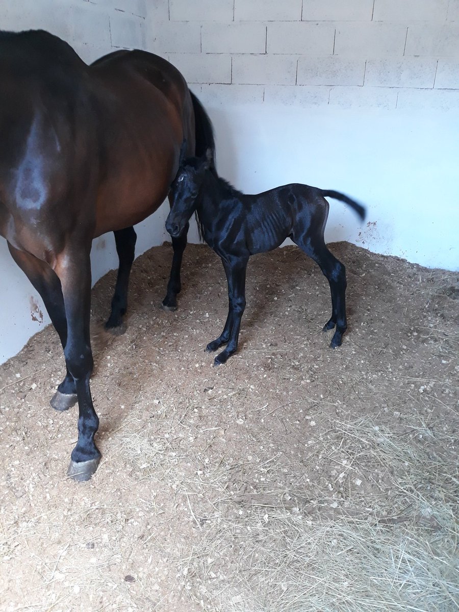 mariajoaocb's tweet image. Welcome to the family baby girl
💖💖💖
#newestaddition