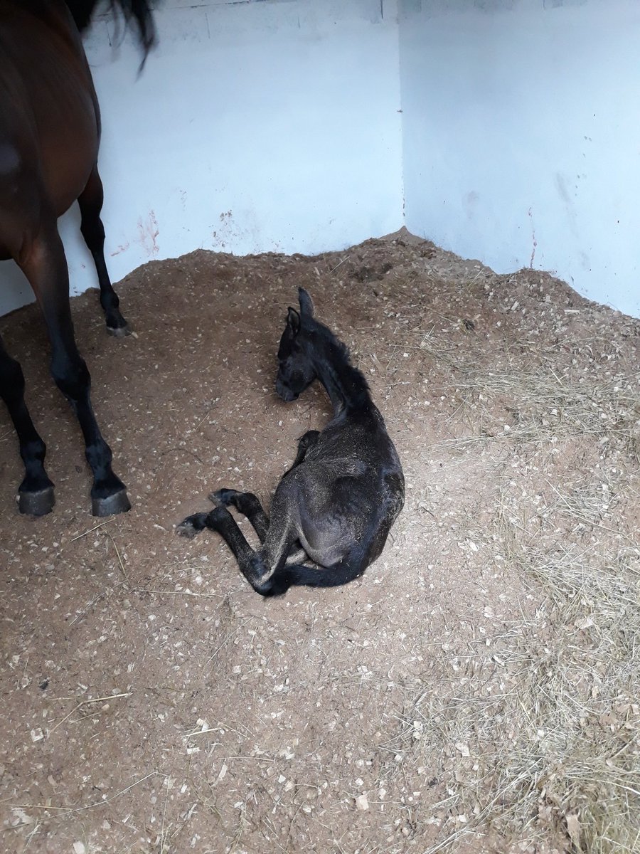 mariajoaocb's tweet image. Welcome to the family baby girl
💖💖💖
#newestaddition