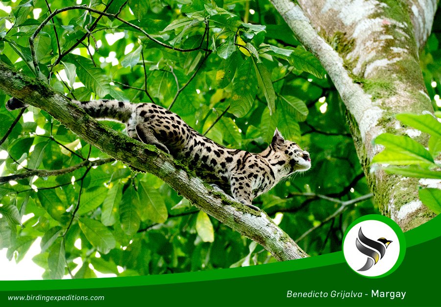 This Margay was very cooperative on our last birding and wildlife tour #BirdwatchingTourGuatemala #BirdwatchingGuatemala #WildlifeTours birdwatchingguatemala.com