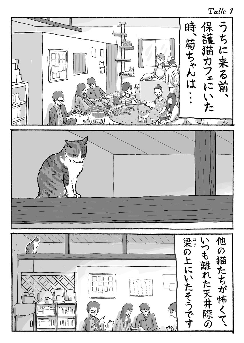 湊文 猫の菊ちゃん V Twitter 3ページ猫漫画 保護猫カフェのちゅーるタイム