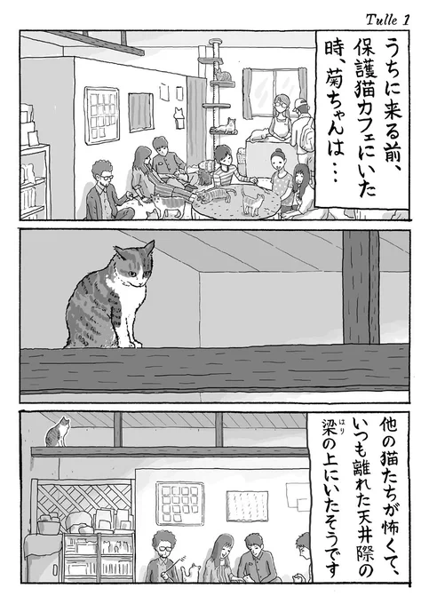 3ページ猫漫画「保護猫カフェのちゅーるタイム」 