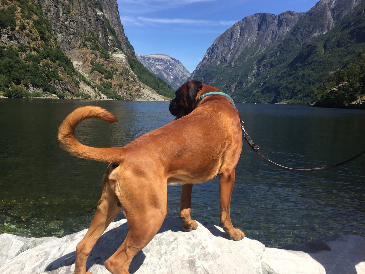 BoxerKiro's tweet image. Kiro enjoying the view of the Norwegian fjords #norgefjord #norge #ut #norway #fjords #fiordos #boxerkiro @BoxerDogUnion #boxer @DogsTrust