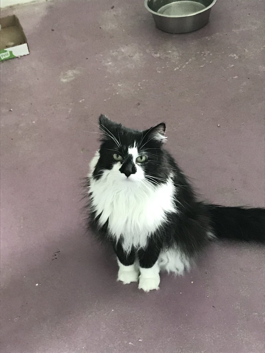 TheNerdyVixen's tweet photo. This is the “how dare you leave me here?!?” face. Haha Little does he know, we filled out the application to take him home soon... https://t.co/ErEdG38dOY