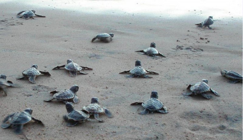 Пляж черепах на шри ланке. Черепаший пляж Шри Ланка. Пляж черепах Шри Ланка. Черепахи Шри Ланка Turtle Beach. Черепашья ферма Косгода.