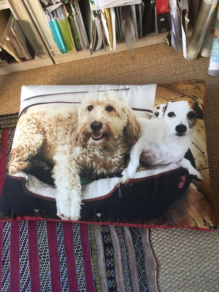 Media_Tree's tweet photo. The benefits of owning a pet include better health, less stress and higher social capital. Mediatree’s resident dogs remind us to take a breath #dogfriendlyoffice #fightstress #mediatreethinktank
https://t.co/ogpWGPSqVs https://t.co/pp4Fms8LRs
