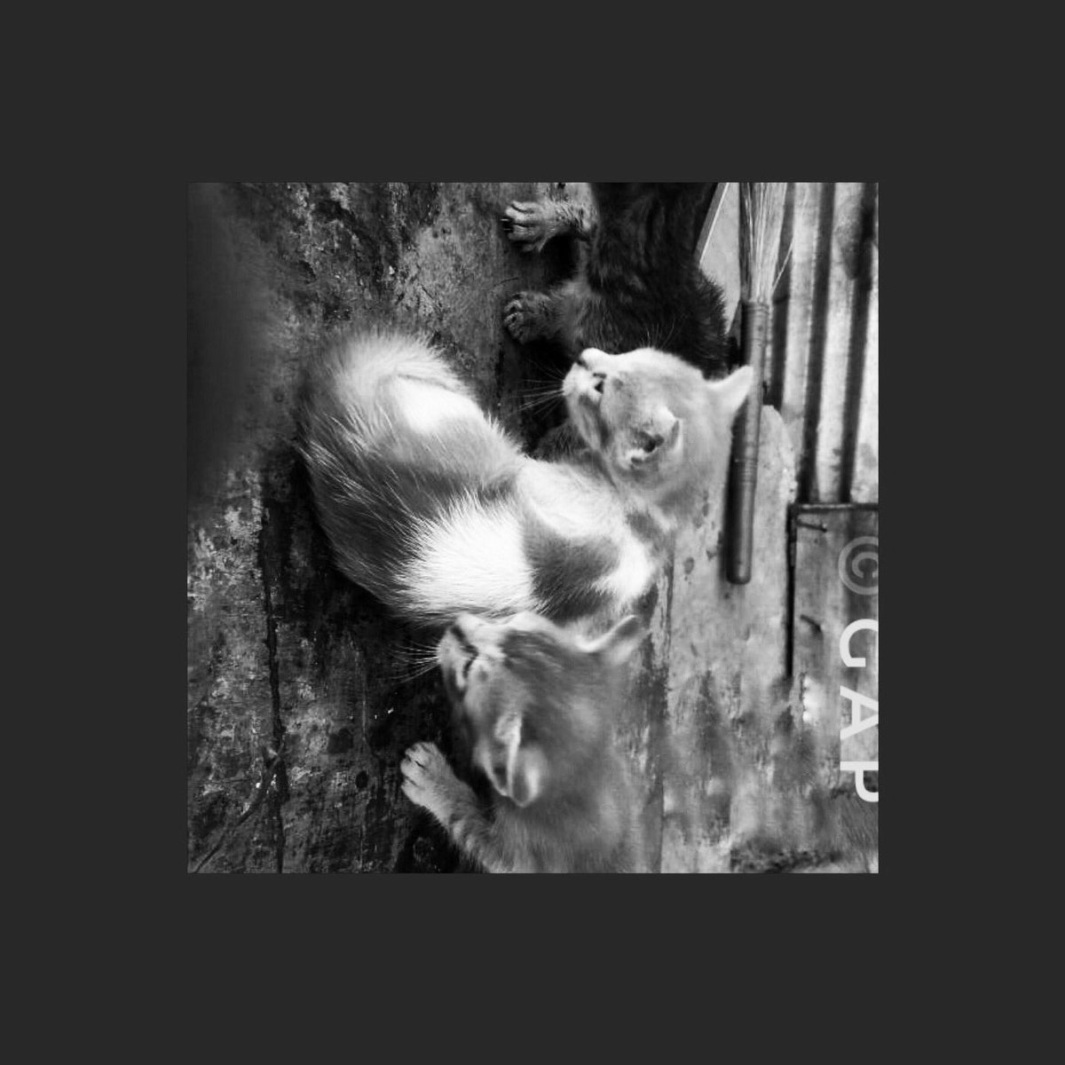 georgeallanpaul's tweet photo. coffee milk & sugar © 2018 gAp #artist #art #monochrome #india #artphotography #cats #raiseyourvibrations #artmodel #dontdestroyyourreality #bnw #bw #respectcreation #gapart #gap #georgeallanpaul #abstractart #bnwphotography #moodmagic #visualartist #monoart #fineartprintsforsale https://t.co/Y5PsV1d18u