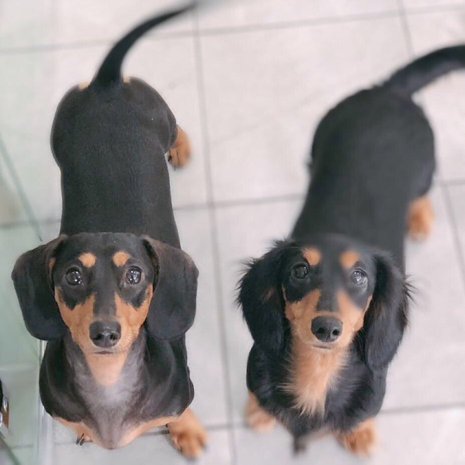 fiestar_hkfan's tweet photo. [180627]
Cao Lu's Instagram update 
Caption: Mandu and Flowerroll are very happy^^ kkk #puppyschool
.
#피에스타 #차오루 #만두 #꽃빵 #닥스훈트
#Fiestar #CaoLu #Mandu #flowerroll #dachshund
#曹璐 #饅頭 #花卷 #臘腸狗 https://t.co/gDeNH9t7Ax