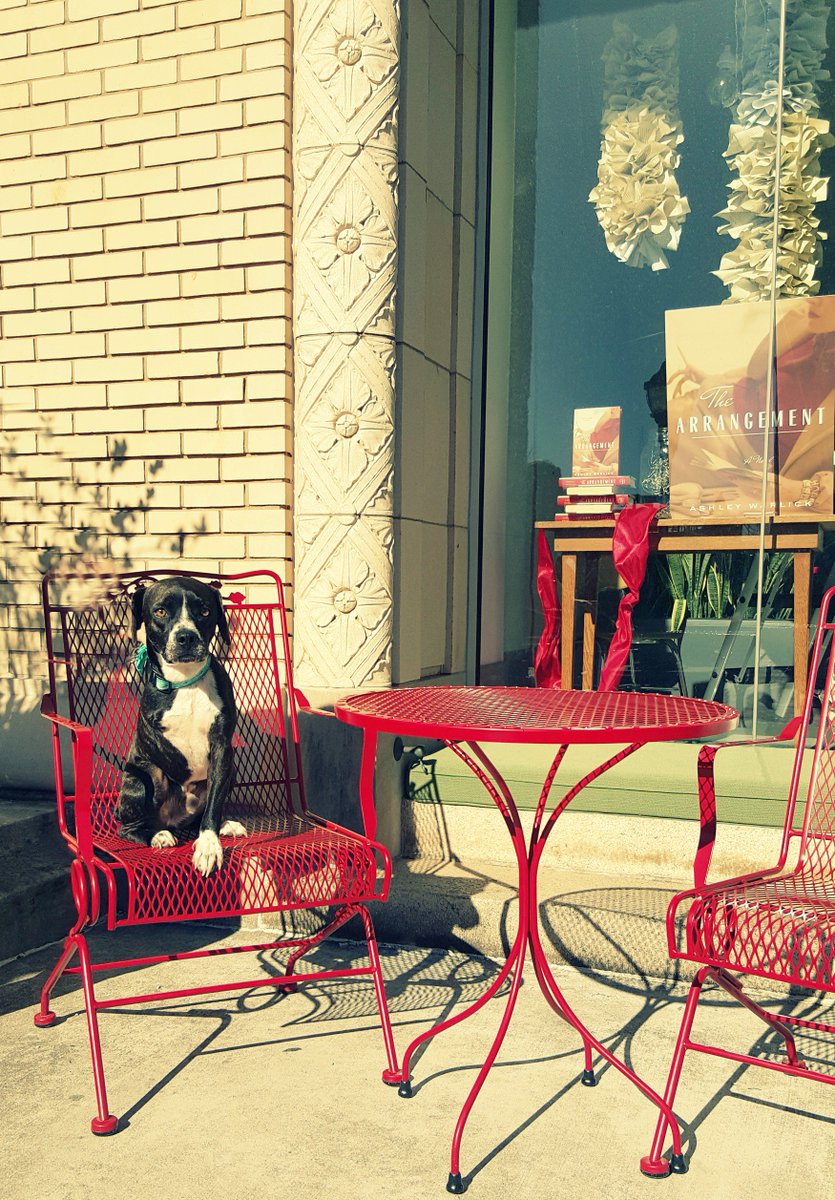 MainAndStone's tweet image. It’s #WoofWednseday here at #MainAndStone! Post a picture of your pet in the comment section below! Here is our mascot, Lucky Linus enjoying Downtown Greenville, just a short walk from M+S! Happy Wednesday!