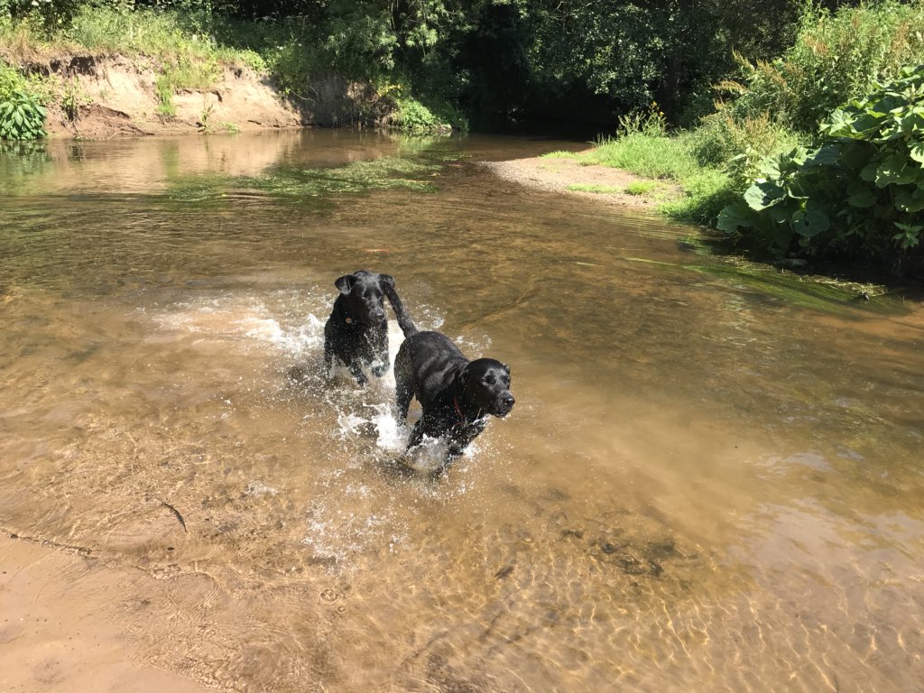 When you just need to cool down 🐶☀️💦🐾 #walks #wilmslow #heatwaveuk #happydogs