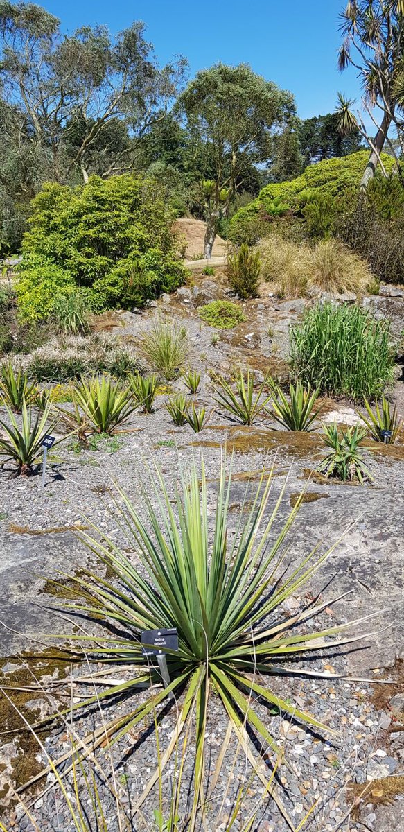 Is this really Scotland? Logan is truly the nation’s most exotic Garden @LoganBotanicGdn @TheBotanics #rbgehort