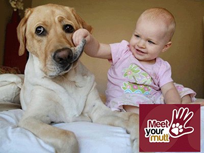 MeetYourMutt's tweet photo. Fall registration is now open for #PupsnTots parent and baby classes! Available throughout the GTA! #dogsoftwitter #baby #Classes #theSix https://t.co/VqLkkODM2N https://t.co/Xwuz04mNXm