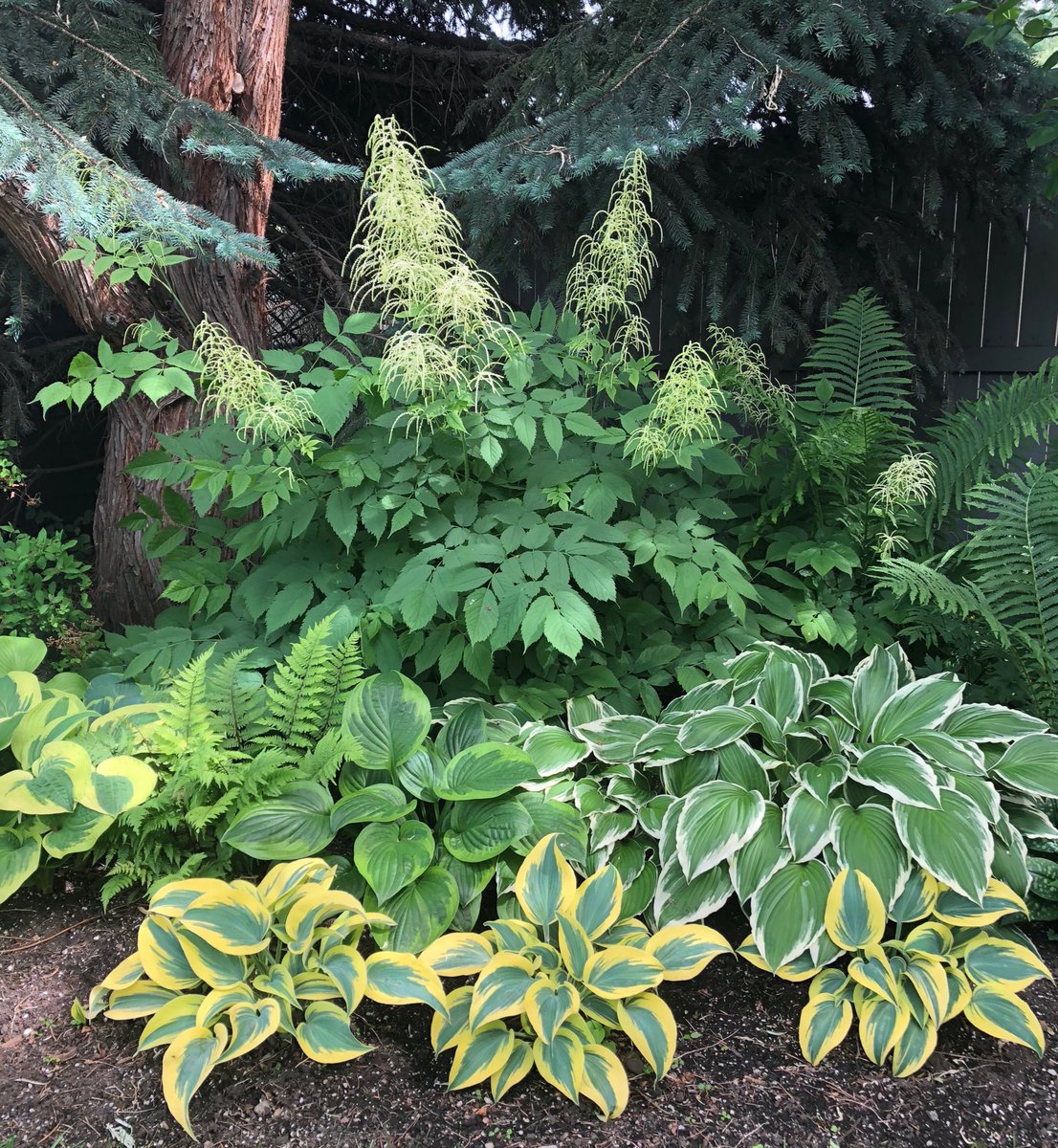 wsquareddesign's tweet image. Who says you need sun to make things interesting. Ferns, Hostas and a spectacular Giant Goatsbeard fill out a shady corner. Aruncus dioicus  #yycplants
