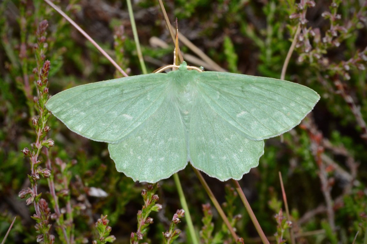 mogobriain's tweet photo. Some more lovely moths encountered at #Dooniver #AchillIsland yesterday - #LargeEmerald #PeachBlossom #PoplarHawkmoth & #BeautifulGoldenY - these largely nocturnal species are invisible to most people who are not aware of this rich variety & beauty around us https://t.co/QwUU7q9fPz
