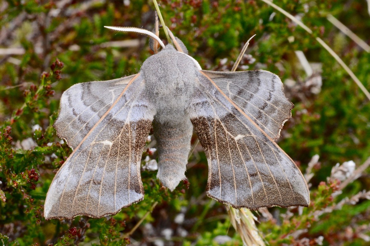 mogobriain's tweet photo. Some more lovely moths encountered at #Dooniver #AchillIsland yesterday - #LargeEmerald #PeachBlossom #PoplarHawkmoth & #BeautifulGoldenY - these largely nocturnal species are invisible to most people who are not aware of this rich variety & beauty around us https://t.co/QwUU7q9fPz