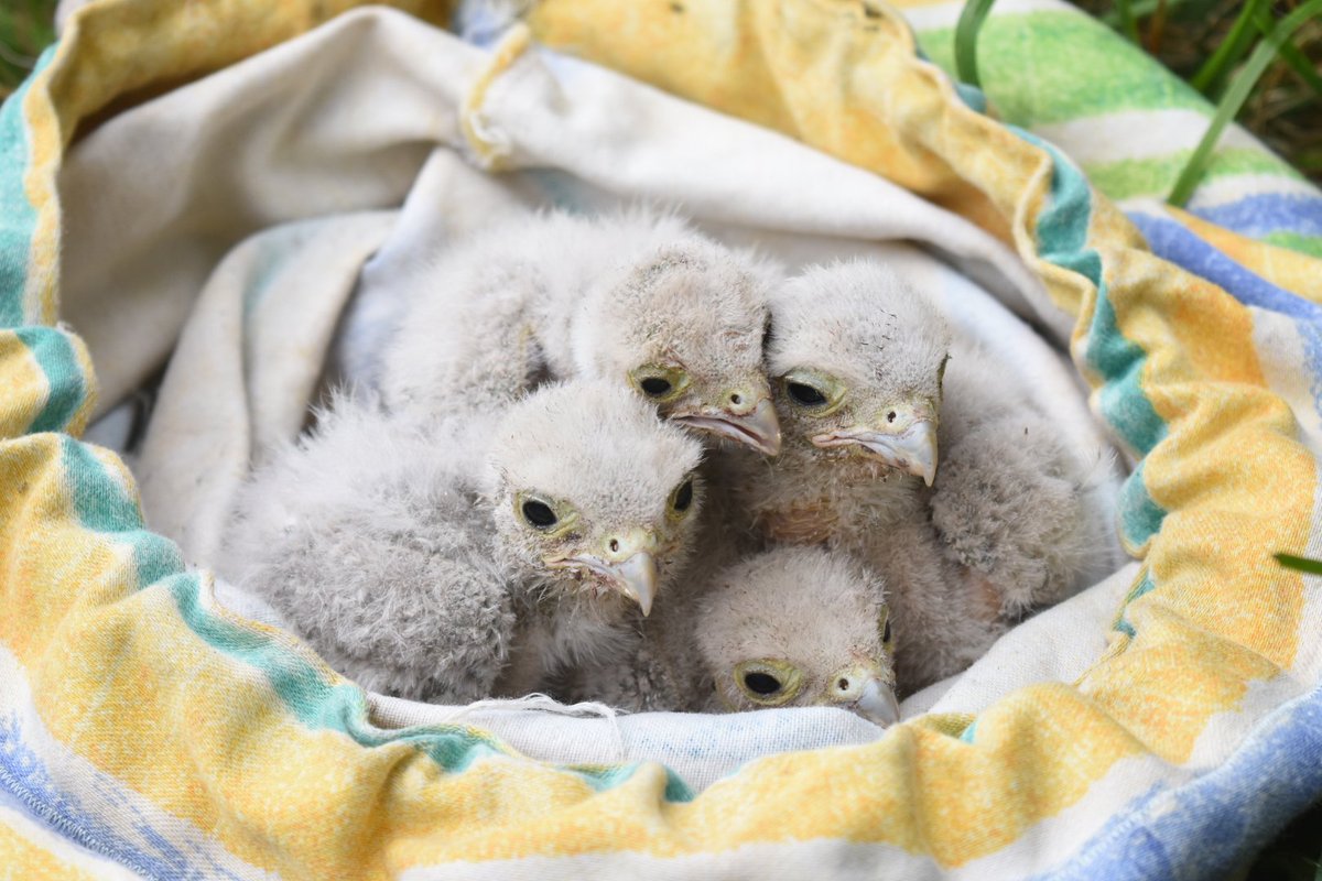 Day 2 of Owl box checking around East Yorks   
2 female Barn Owls ringed. Two Barn Owl broods ringed (3 and 2 respectively) and a brood of 4 Kestrel ringed. Roll on day 3 😀 <a href="/BTO_EY_H/">BTO E Yorks & Hull</a> <a href="/_BTO/">BTO</a>