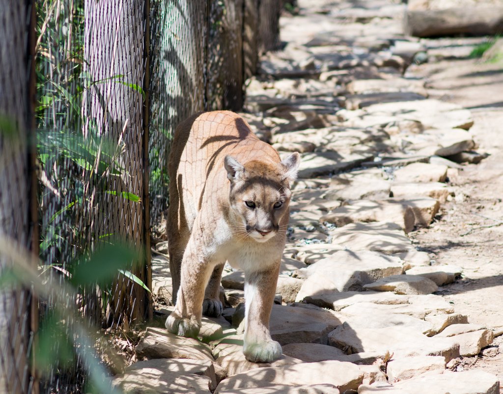 Cougars are habitat generalists, meaning they can be found in areas ranging from the desert to thick forests. They typically prefer areas far from humans and dense vegetation or cover for stalking prey and raising young.