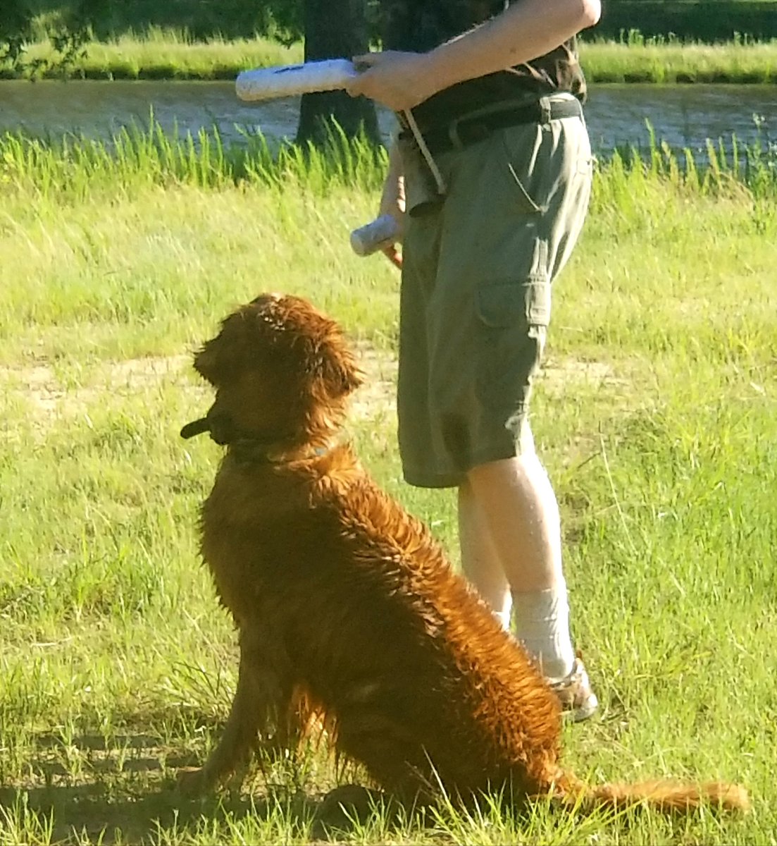 GoldretrieverUS's tweet photo. @JoyLandry1 Kai's  actual color and GRCDad.
Sorry, my camera malfunctioned. Didnt realized id used the a copy that hadnt been corrected 
Yes, he surely is a member of #TeamRedDog. Hes a sweetie too. #goldenretrievers #DogCelebration #landofdogs https://t.co/zrgyP64rAN